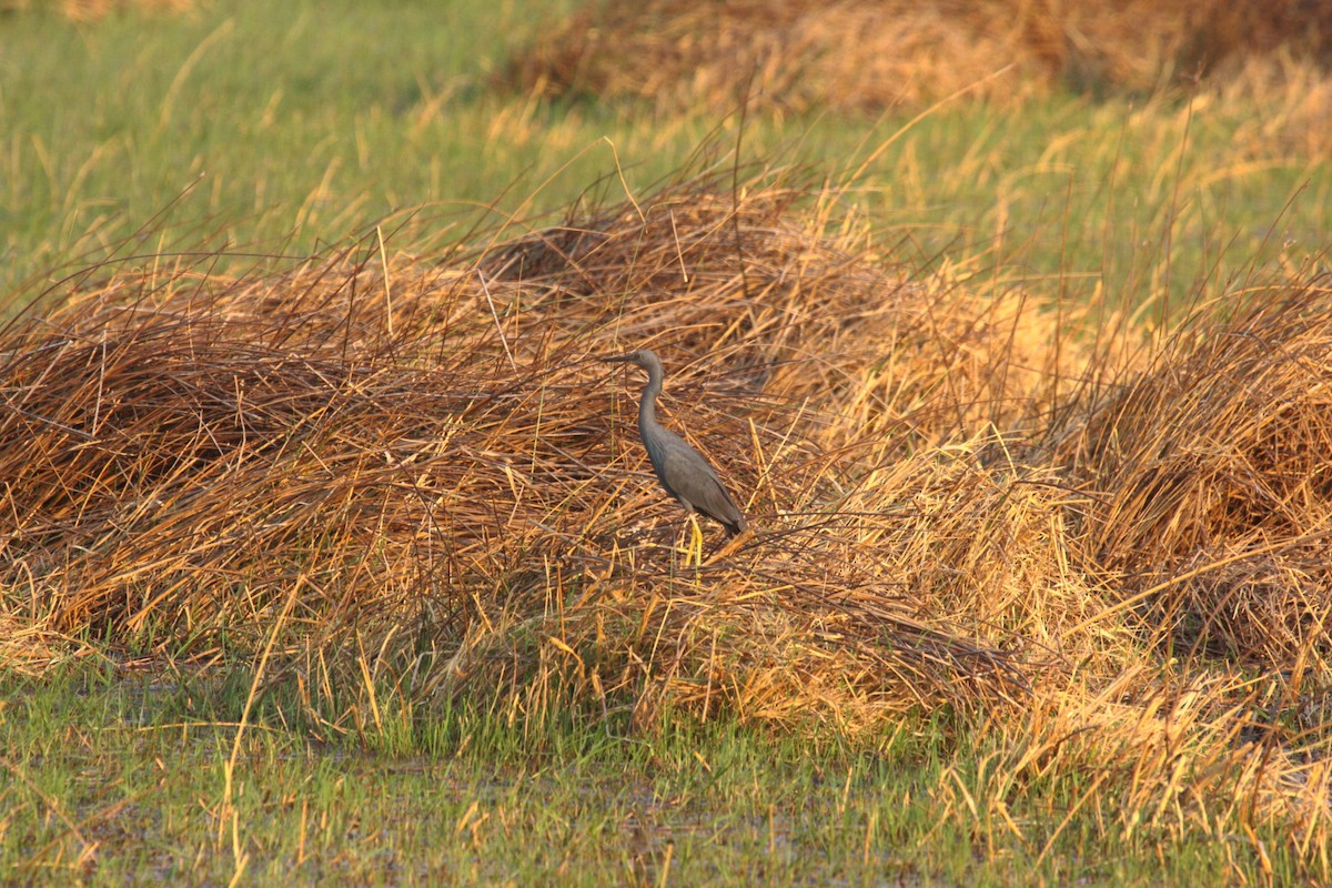 Slaty Egret - ML647023457