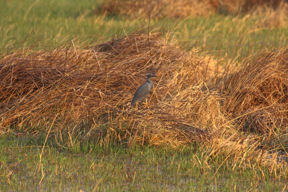 Slaty Egret - ML647023458