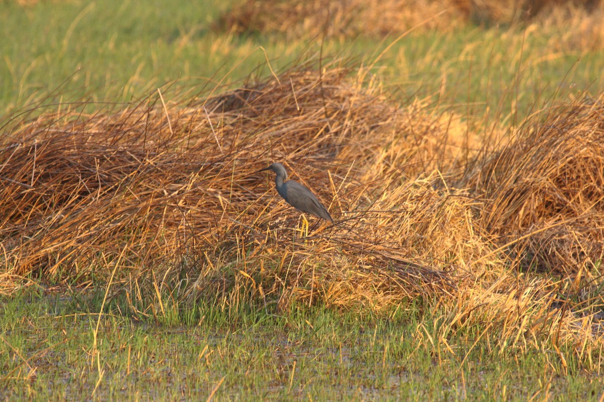 Slaty Egret - ML647023459
