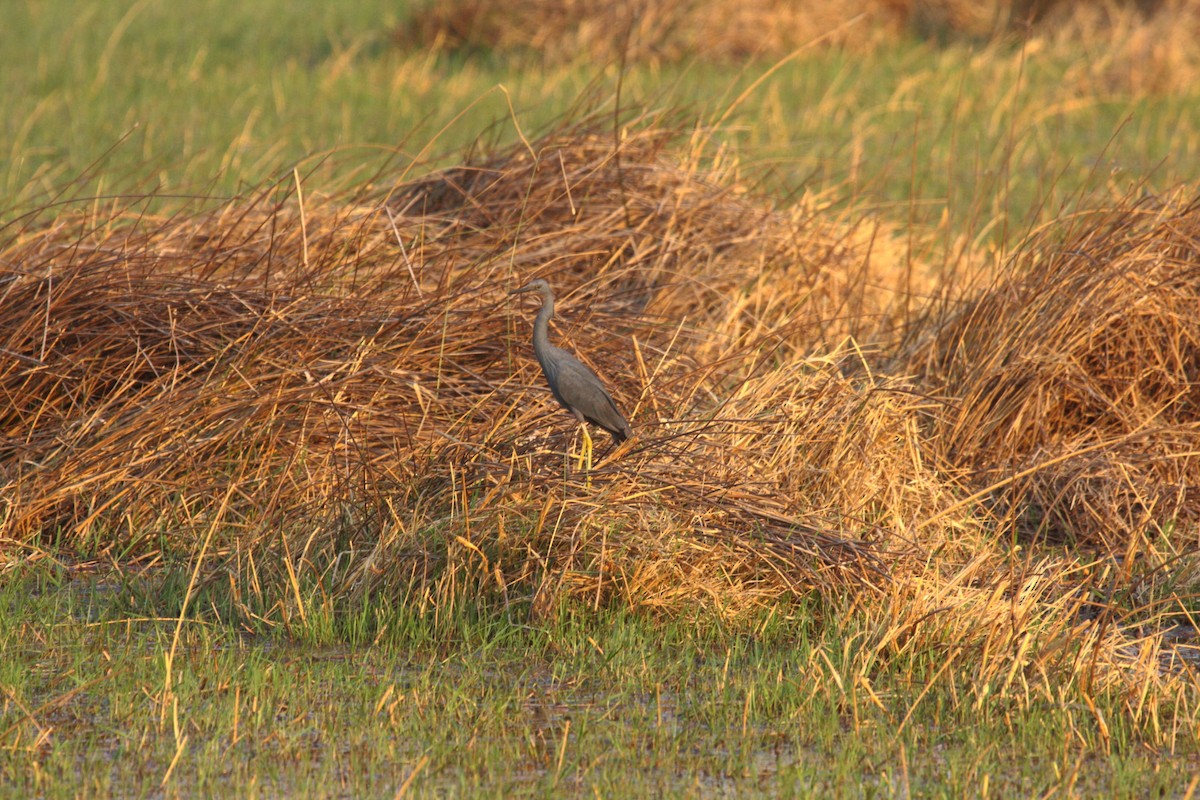 Slaty Egret - ML647023460