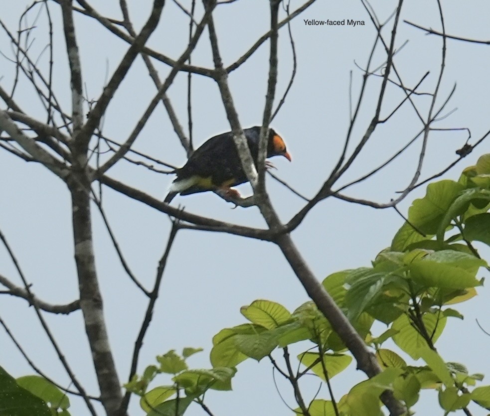 Yellow-faced Myna - ML647023465