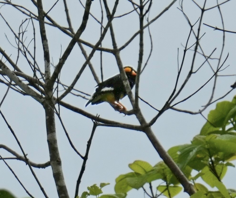 Yellow-faced Myna - ML647023466