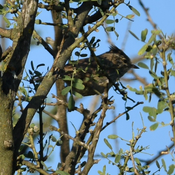 Tufted Tit-Spinetail - ML647023498