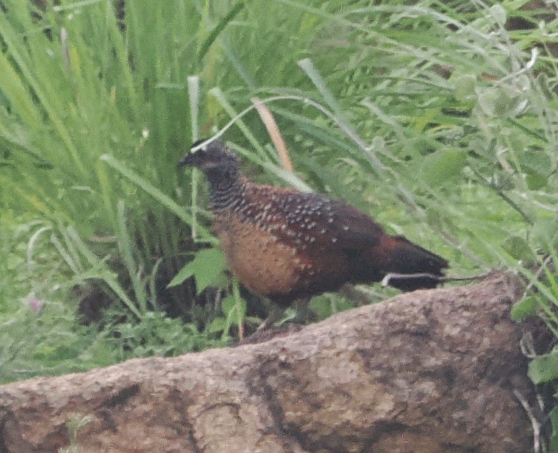 Perlspornhuhn - ML647023499