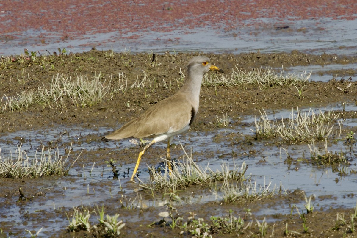 Gray-headed Lapwing - ML647023501