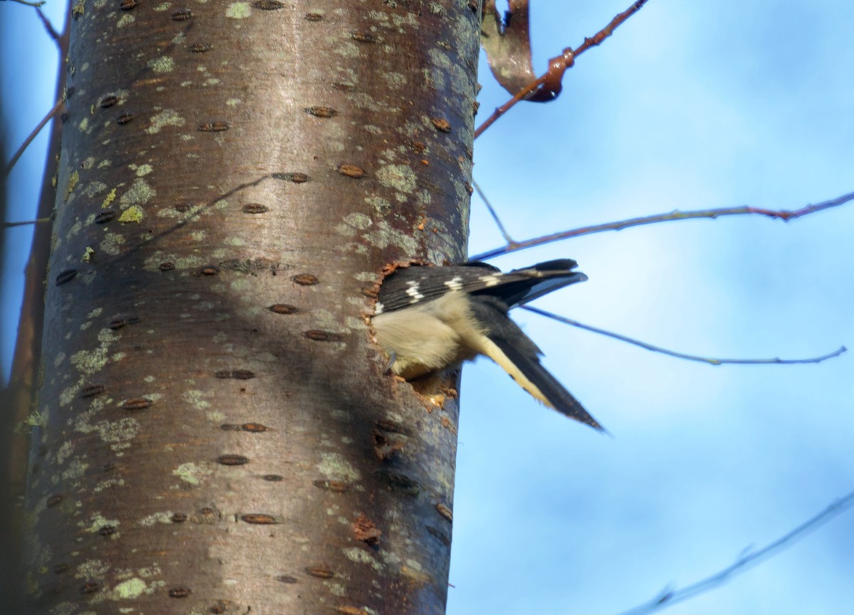 Downy Woodpecker - ML647023502