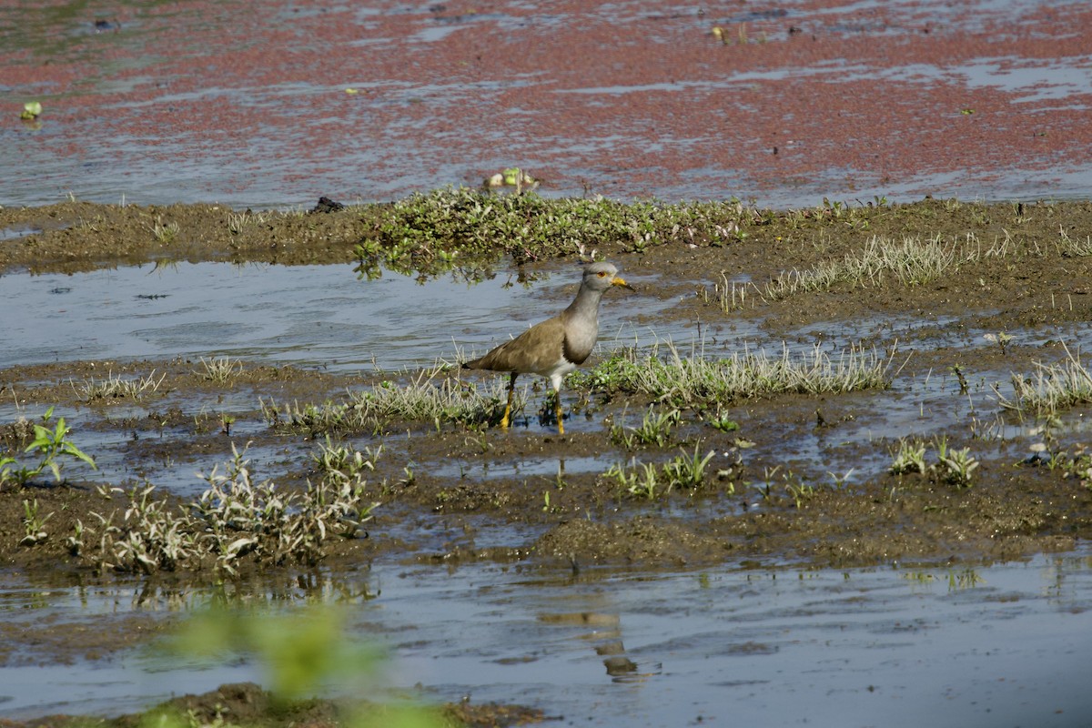 Gray-headed Lapwing - ML647023503