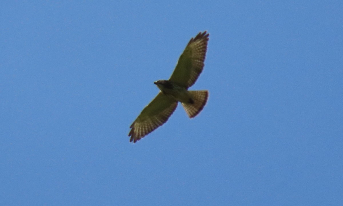 Broad-winged Hawk - ML647023506