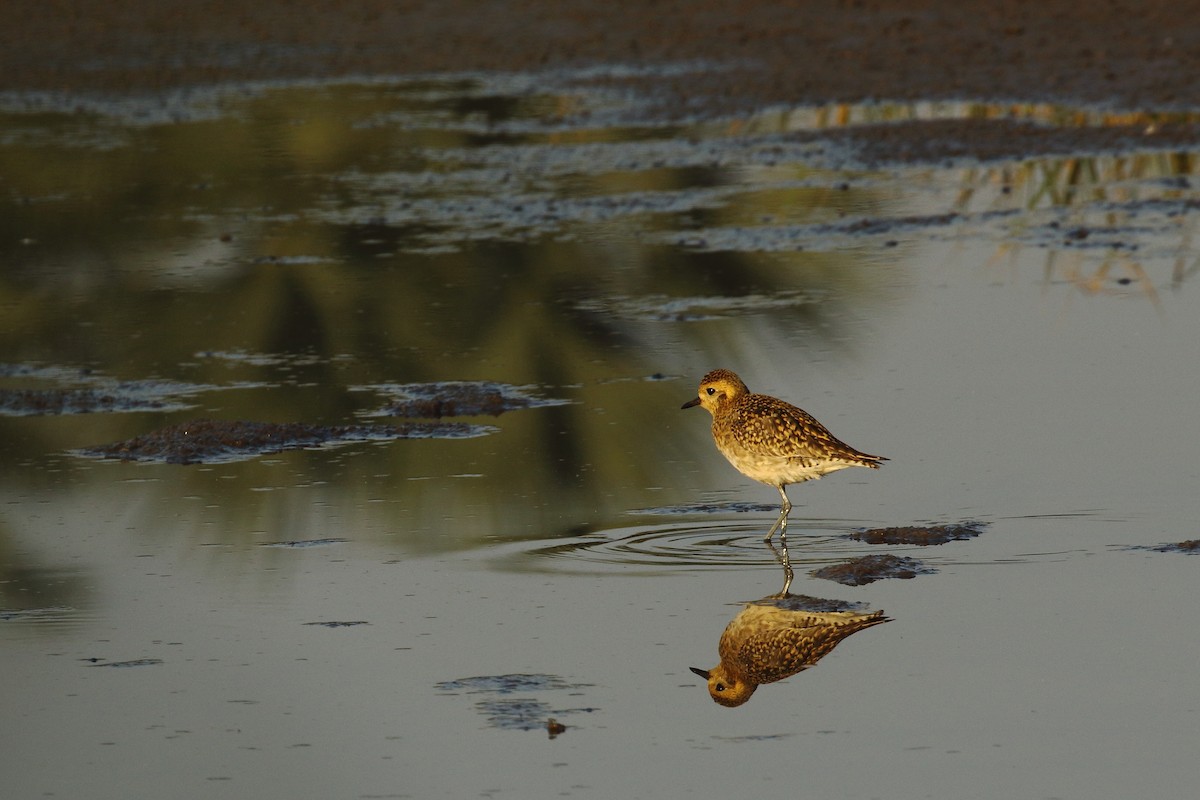 Pacific Golden-Plover - ML647023507