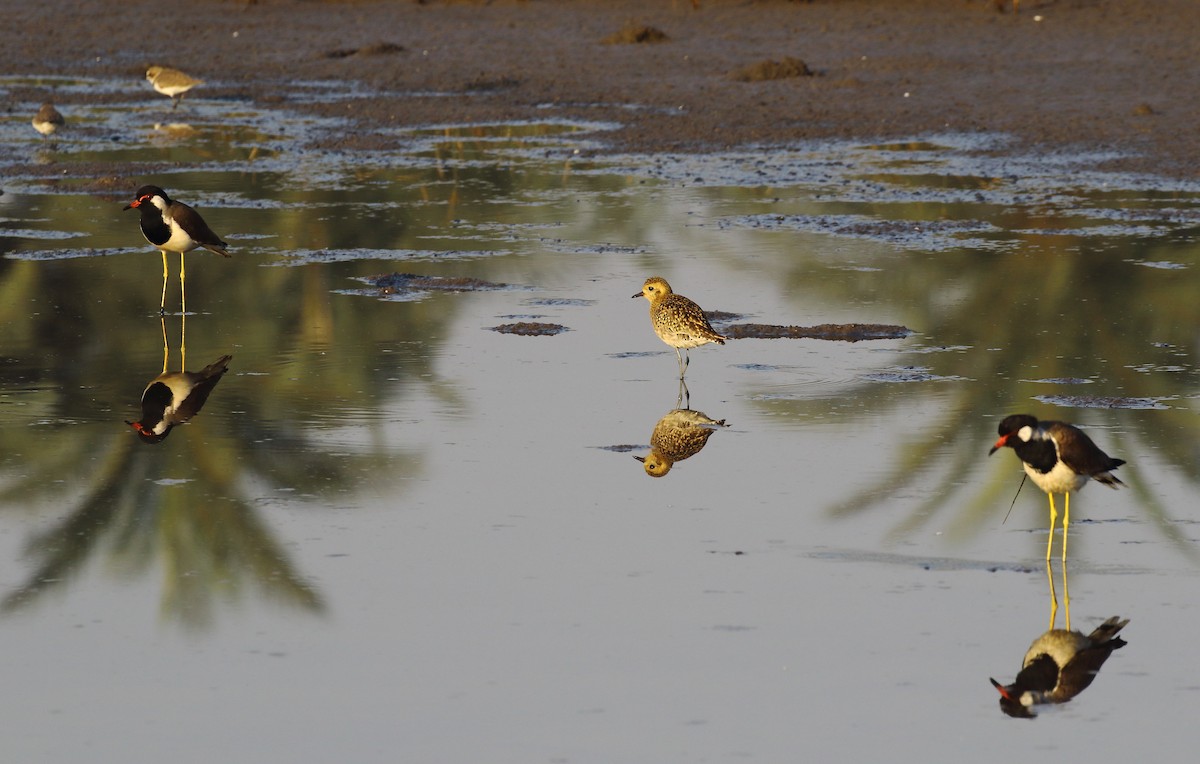 Pacific Golden-Plover - ML647023508