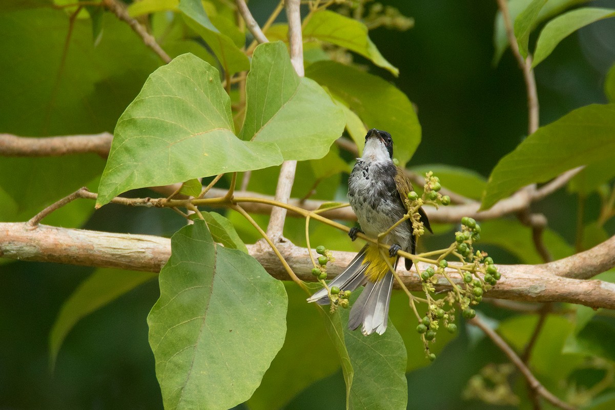 Scaly-breasted Bulbul - ML64702351