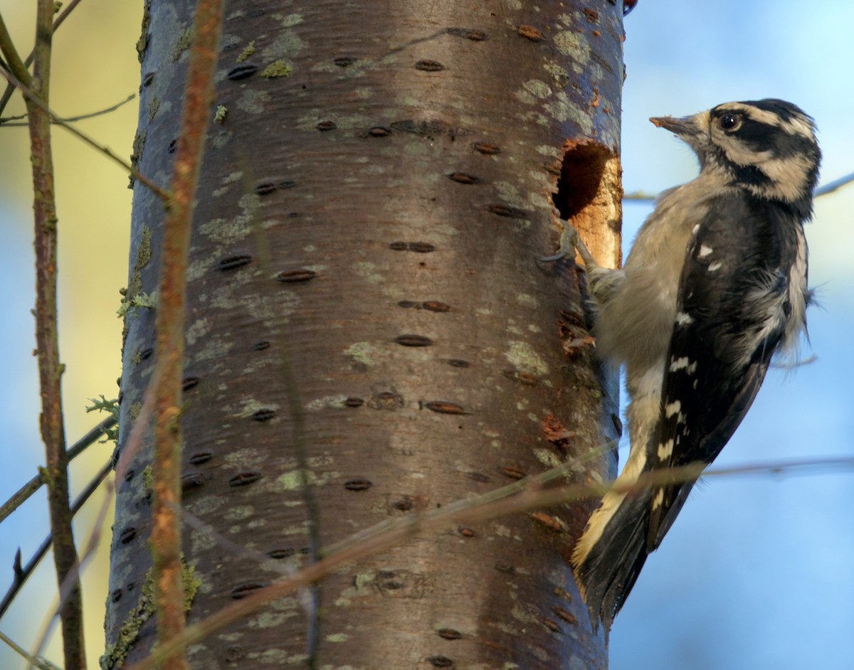 Downy Woodpecker - ML647023510