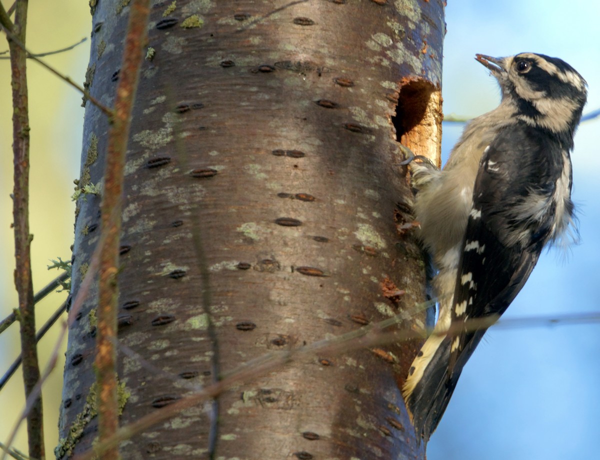 Downy Woodpecker - ML647023512