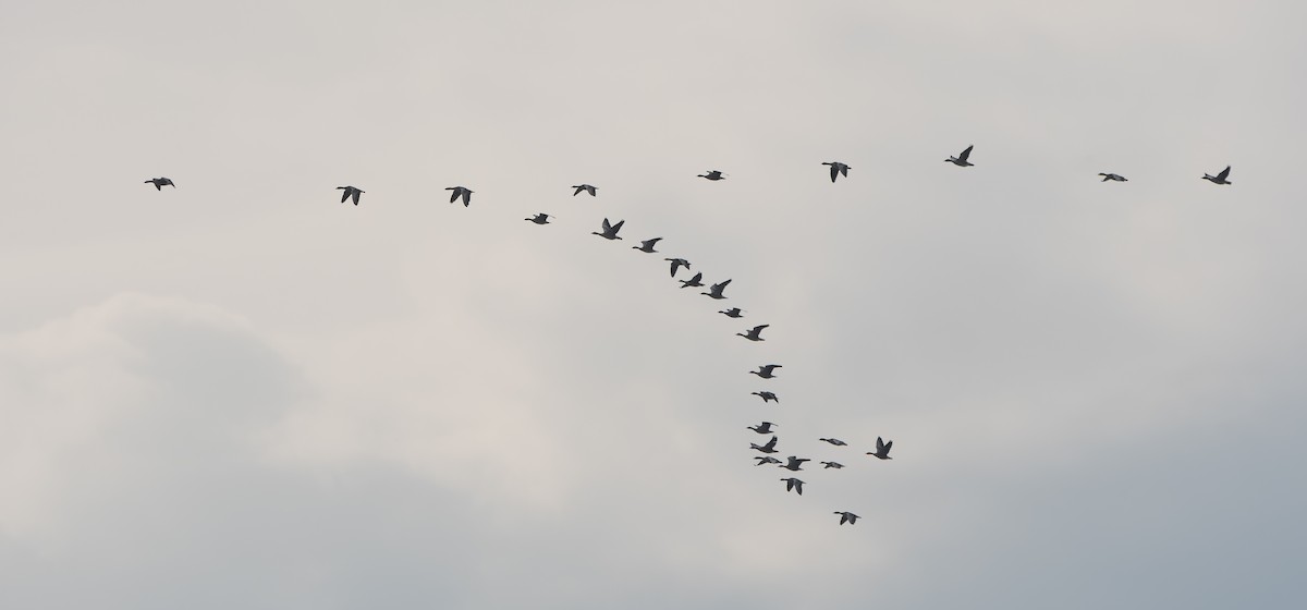 Graylag Goose - ML647023518