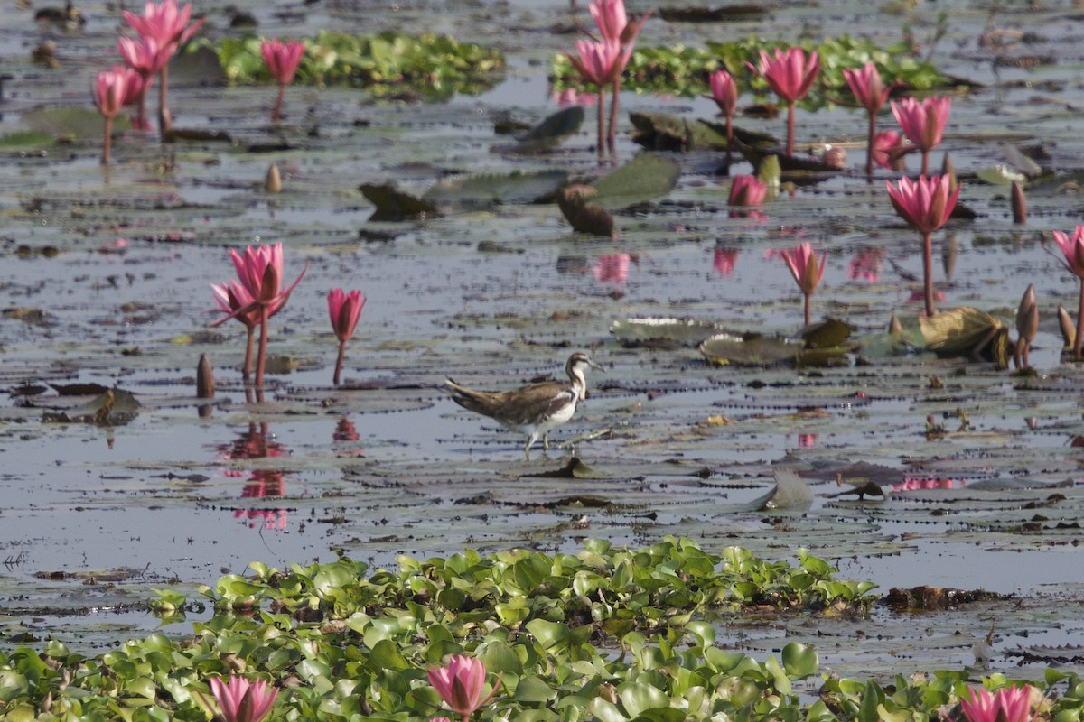 Фазанохвостая якана - ML647023519