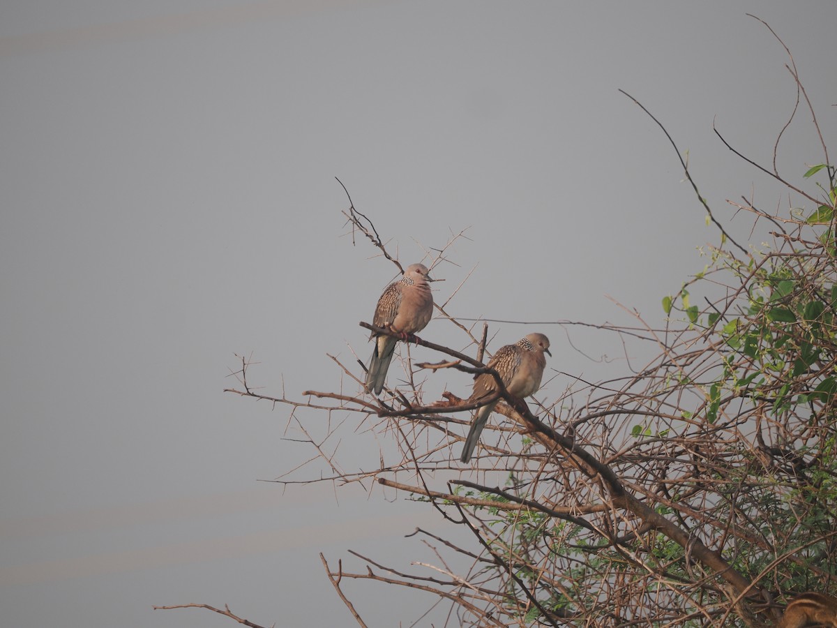 Spotted Dove - ML647023523