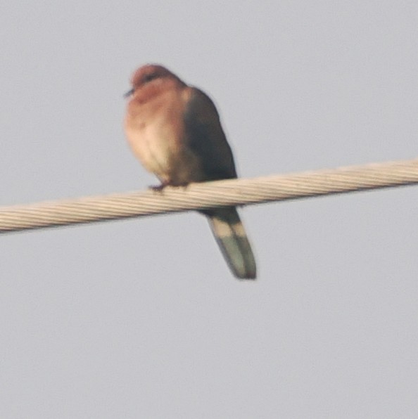 ワライバト - ML647023527