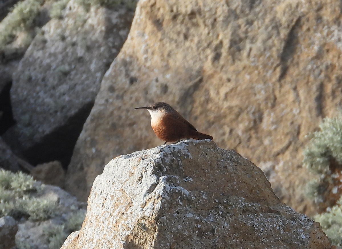 střízlík kaňonový - ML647023528