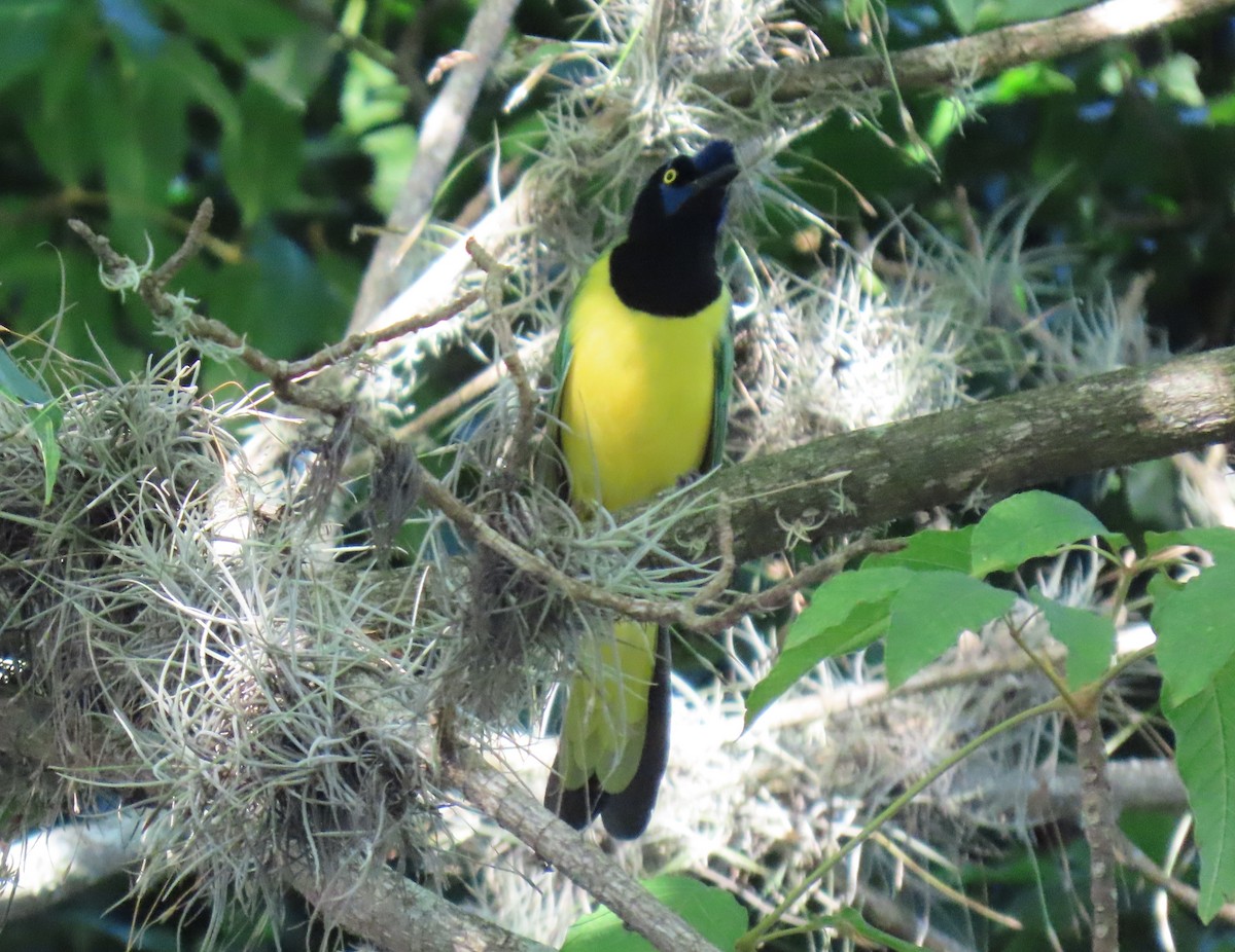 インカサンジャク - ML647023529