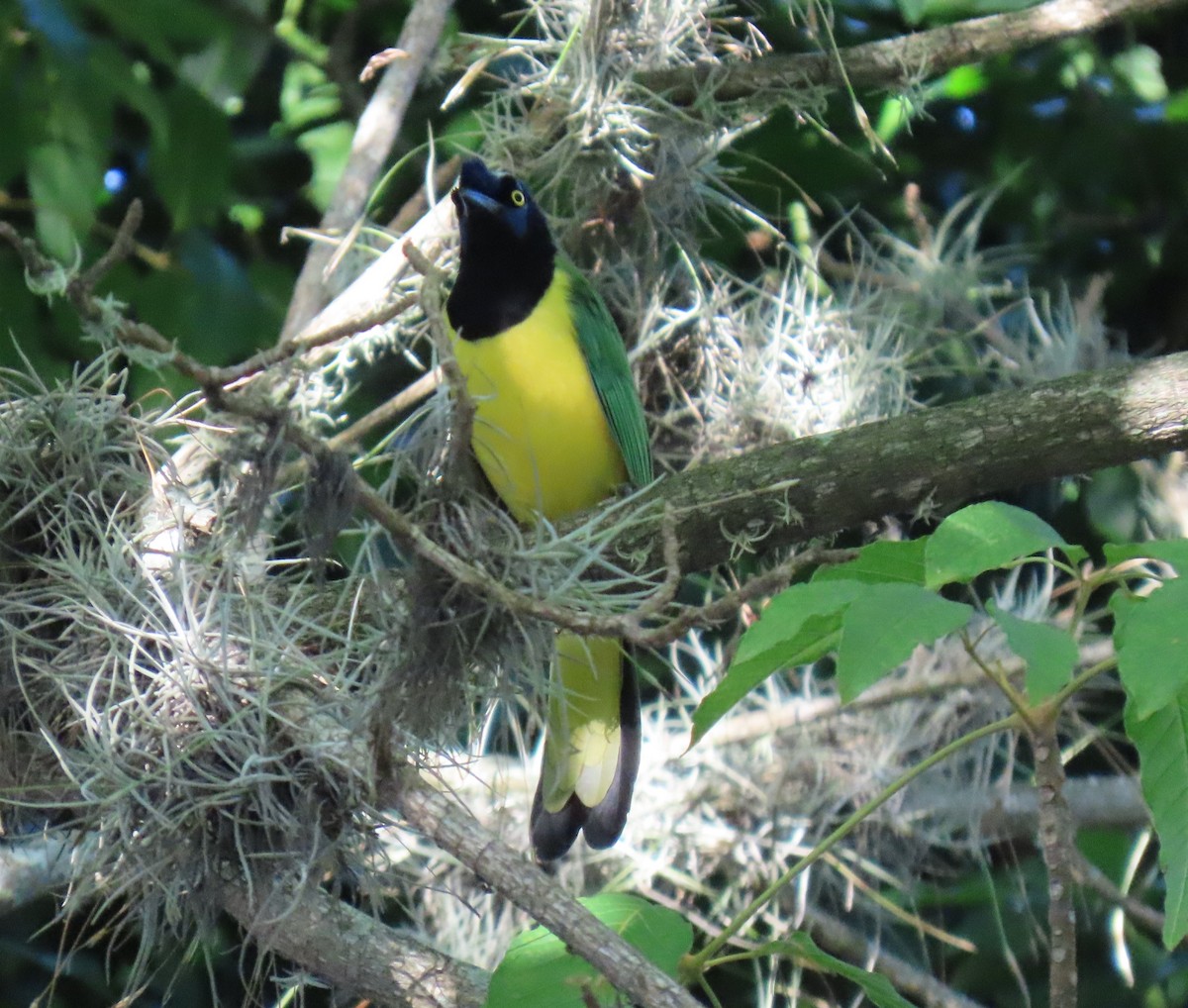 インカサンジャク - ML647023530