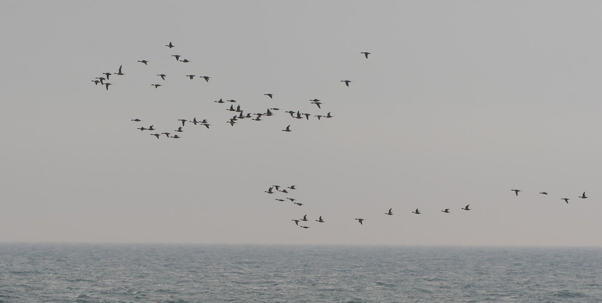 Northern Pintail - ML647023531