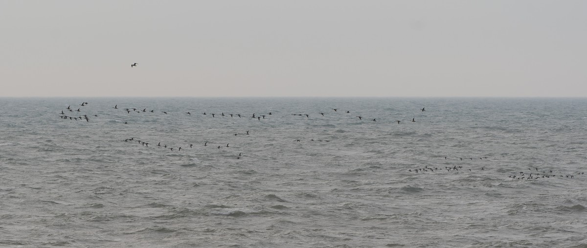 Northern Pintail - ML647023533