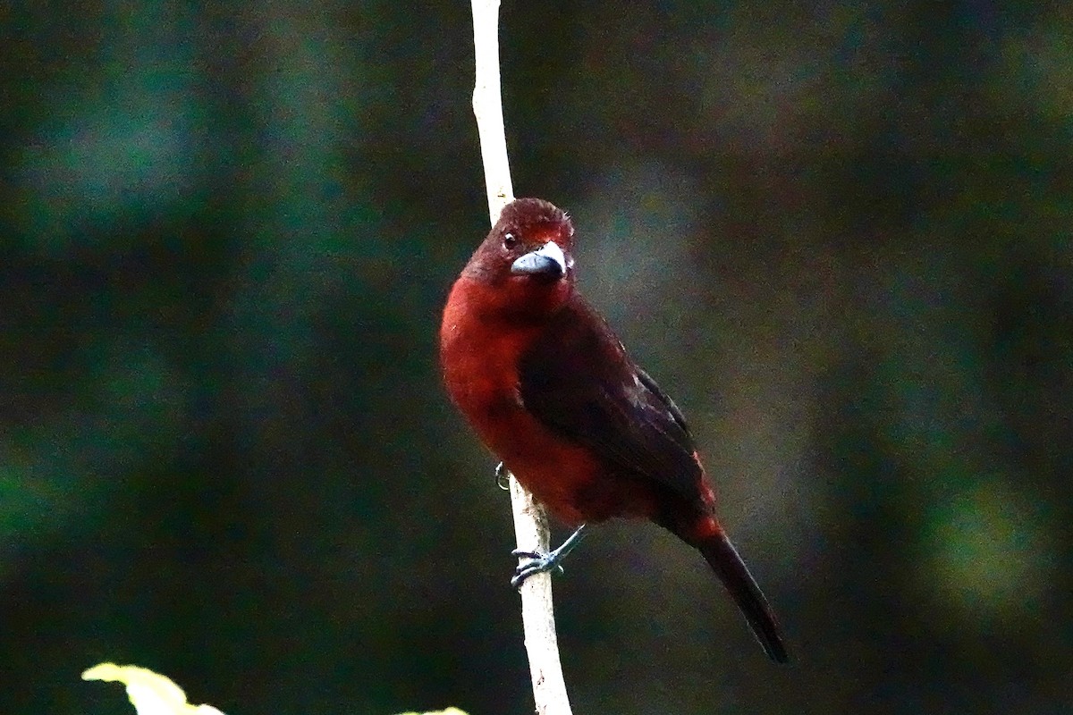 Silver-beaked Tanager - ML647023537