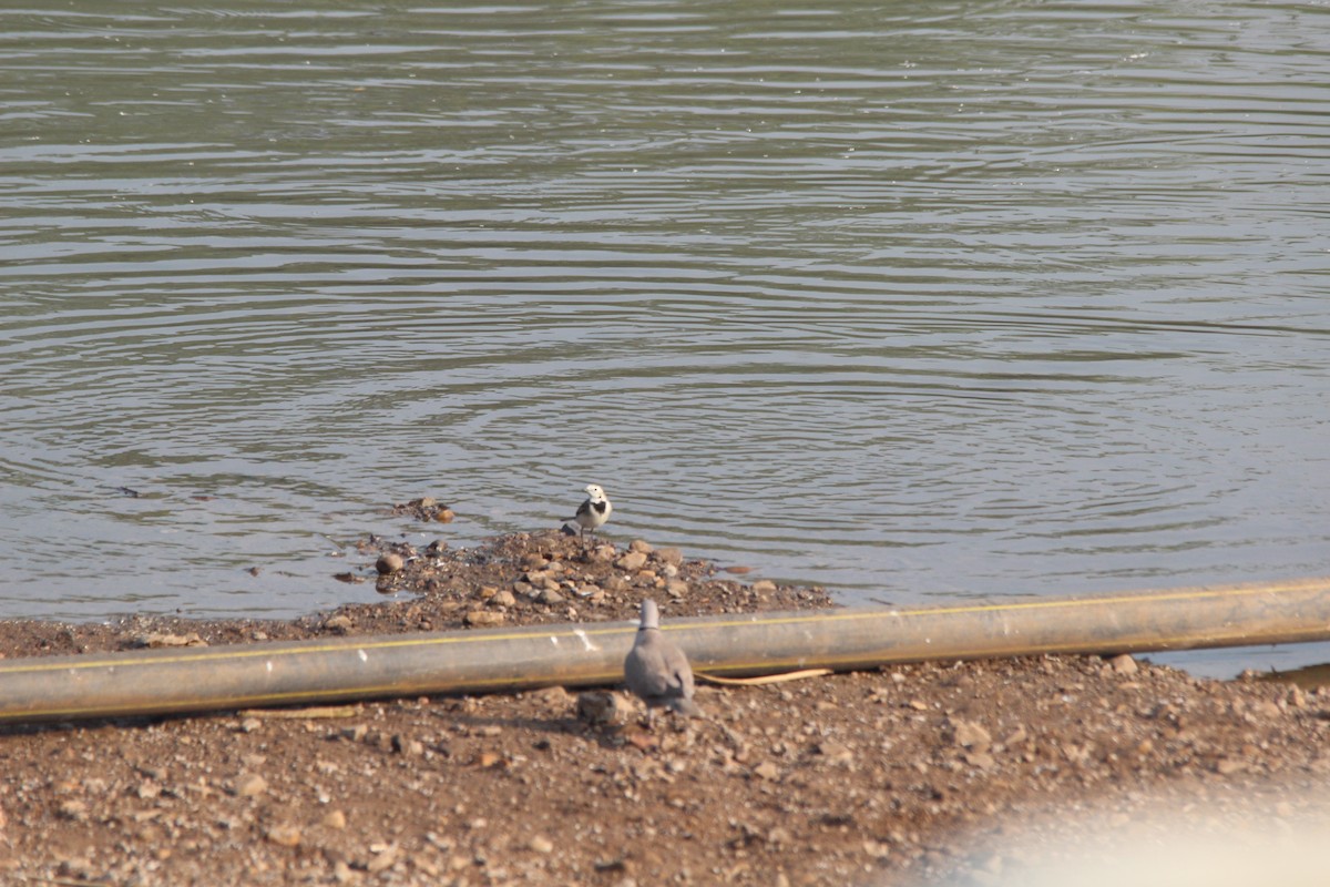White Wagtail - ML647023550