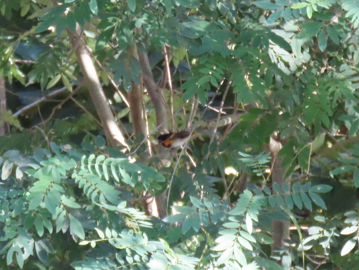 סבכון חכלילי - ML647023552