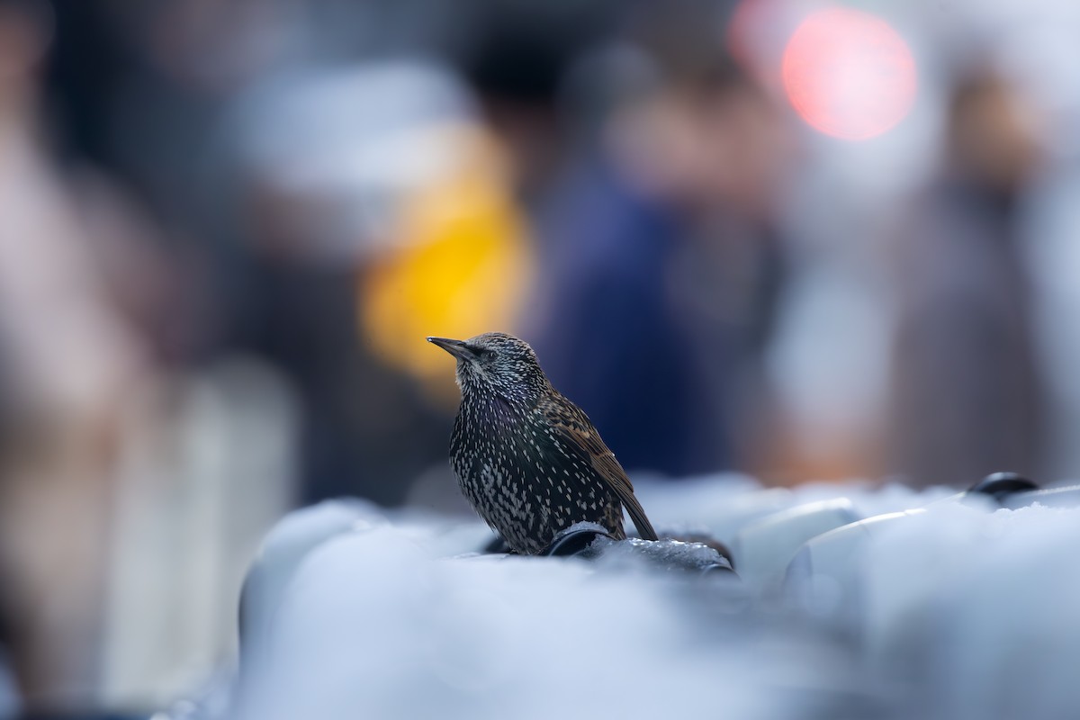 Хар тодол - ML647023559