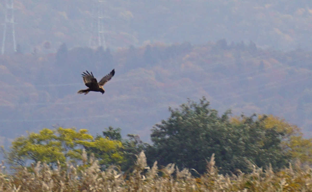 Eastern Marsh Harrier - ML647023560