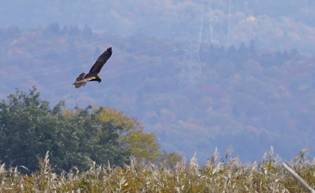 Eastern Marsh Harrier - ML647023561