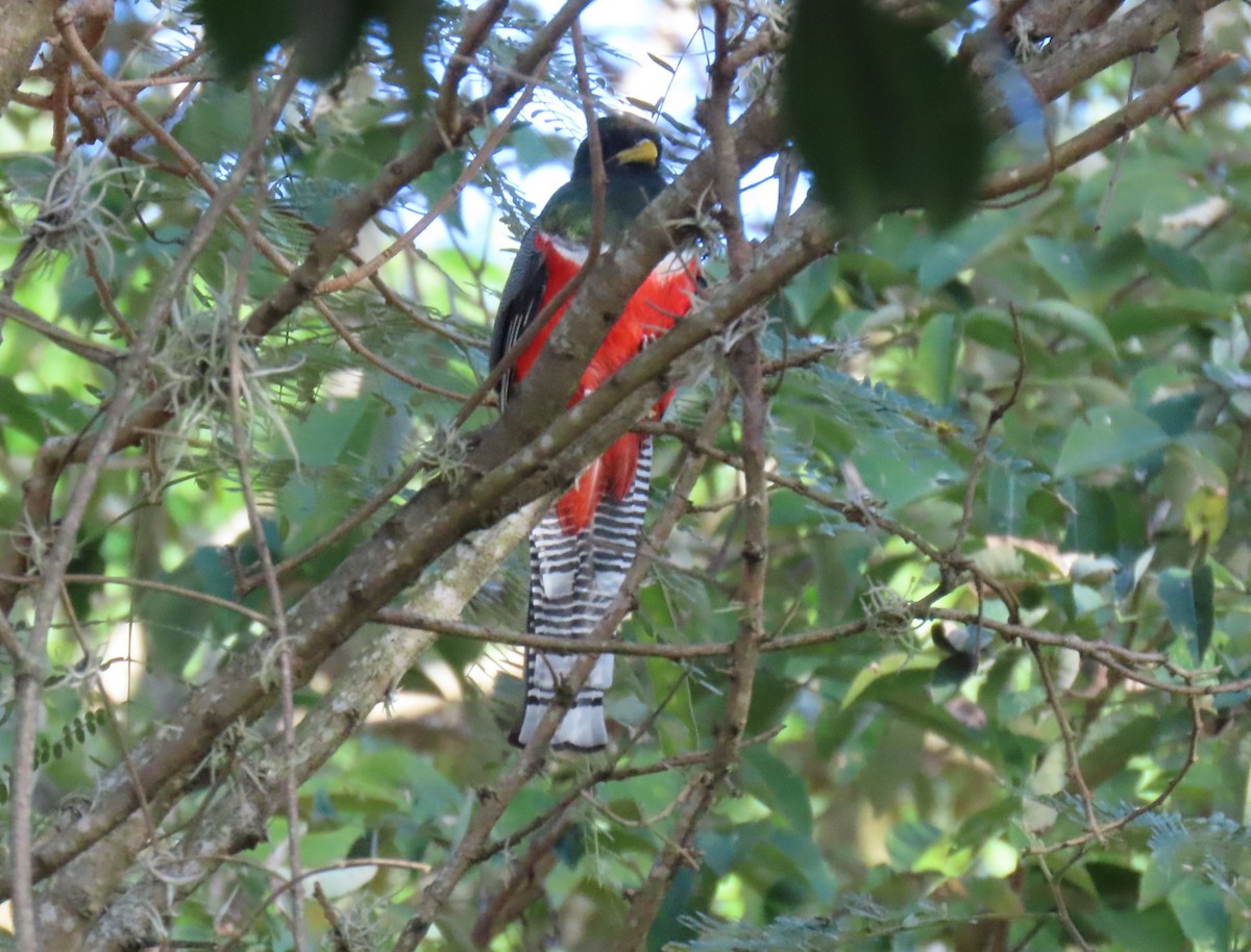 båndtrogon - ML647023562