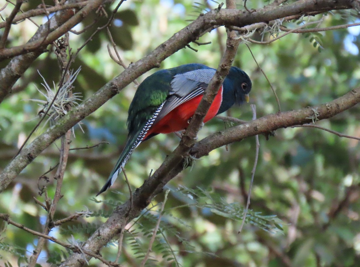 båndtrogon - ML647023563