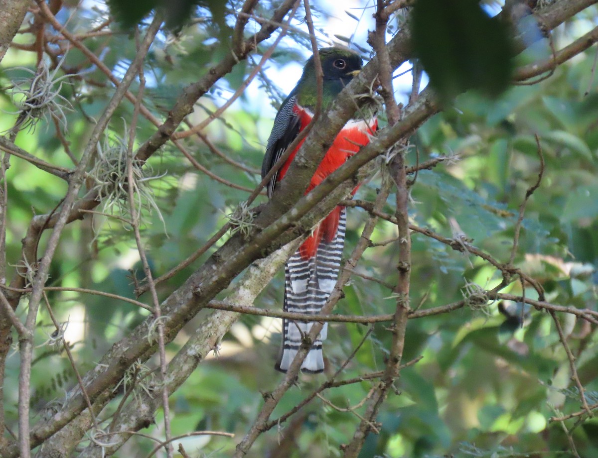 båndtrogon - ML647023564