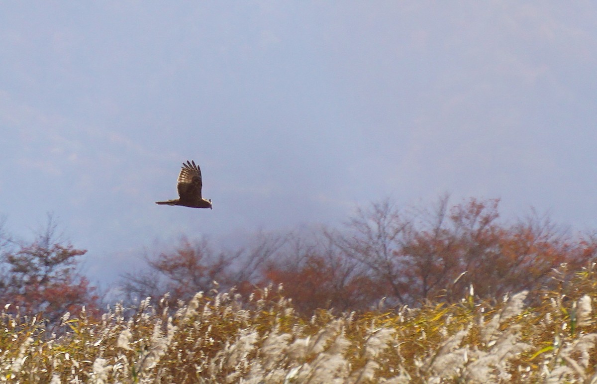 Eastern Marsh Harrier - ML647023565