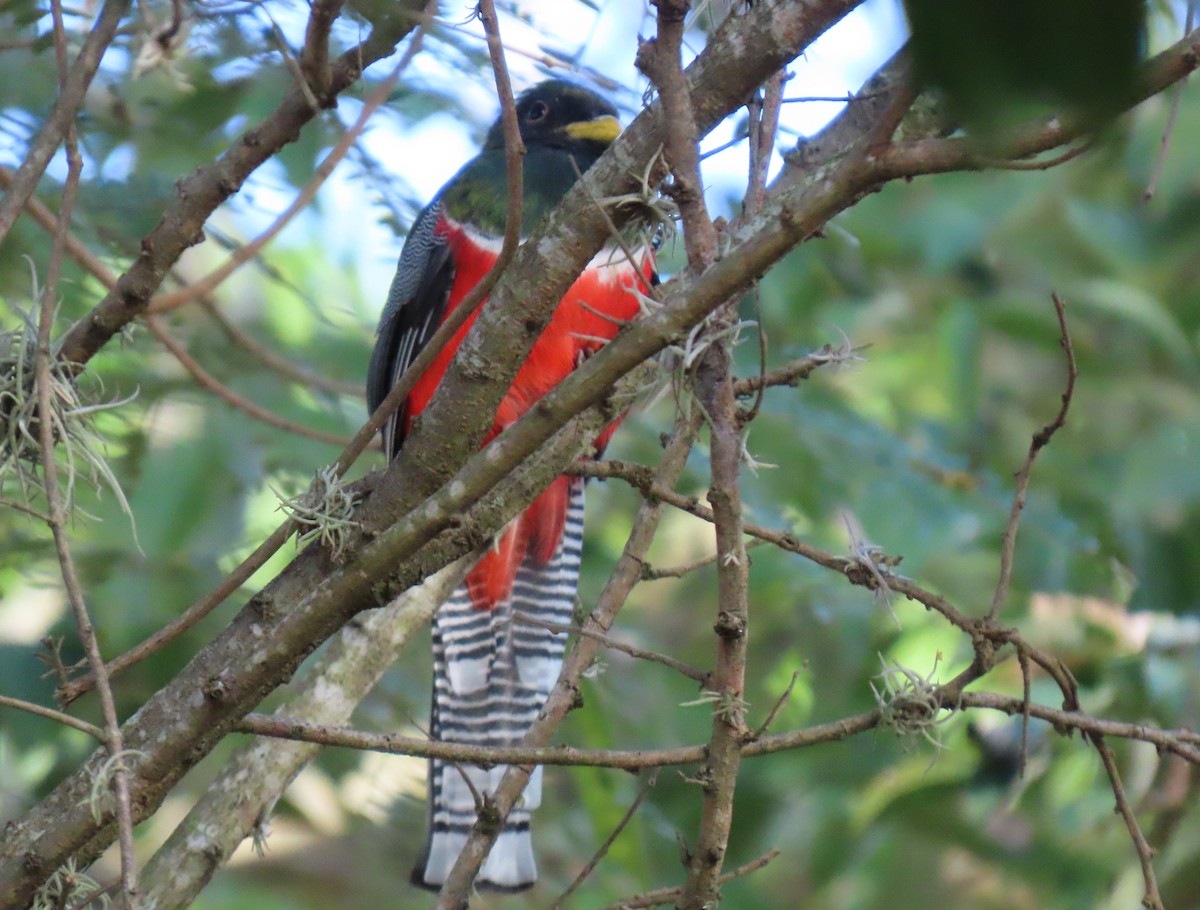 båndtrogon - ML647023566