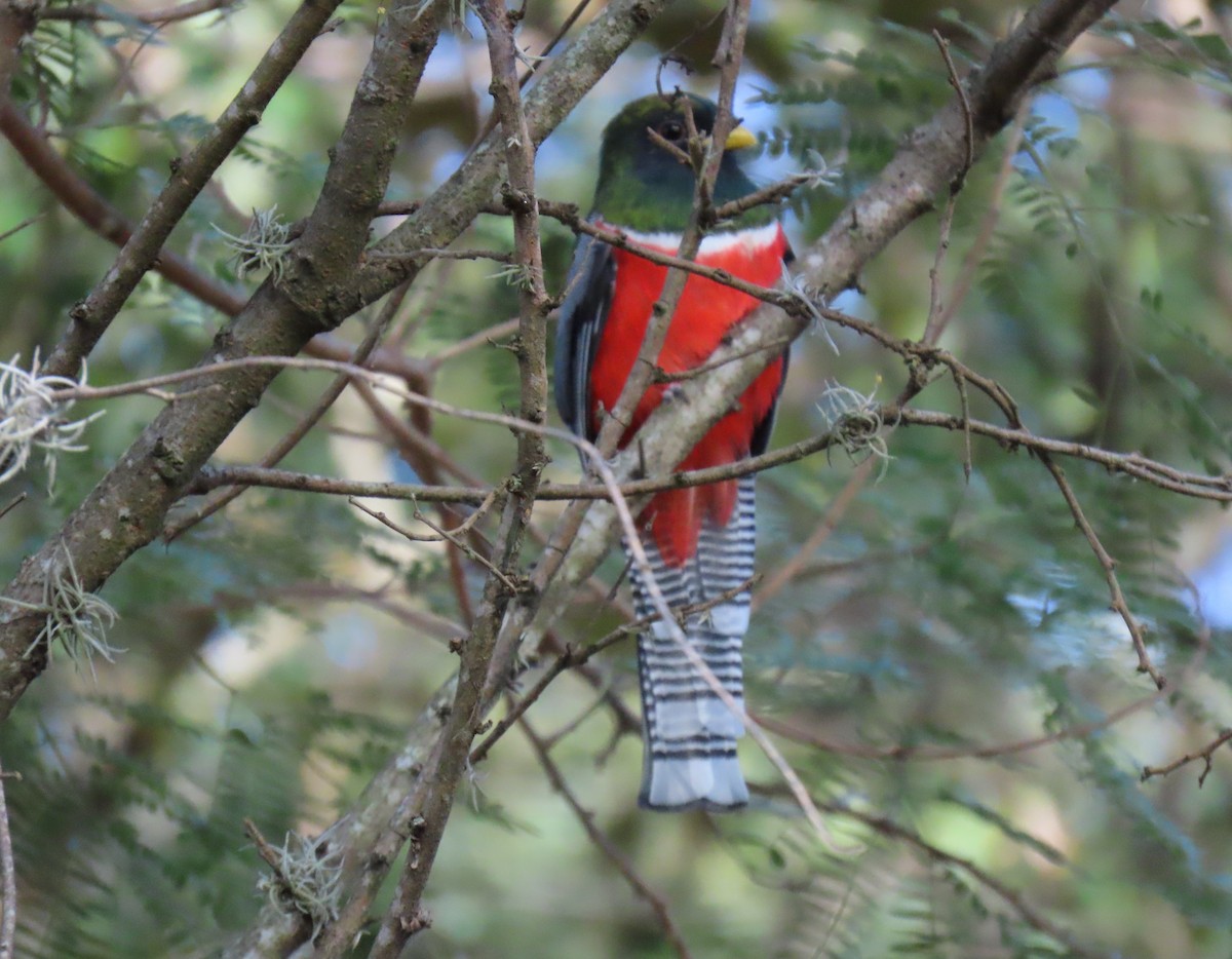 båndtrogon - ML647023568