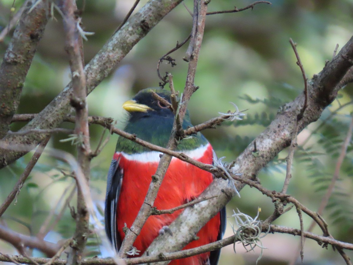 båndtrogon - ML647023569