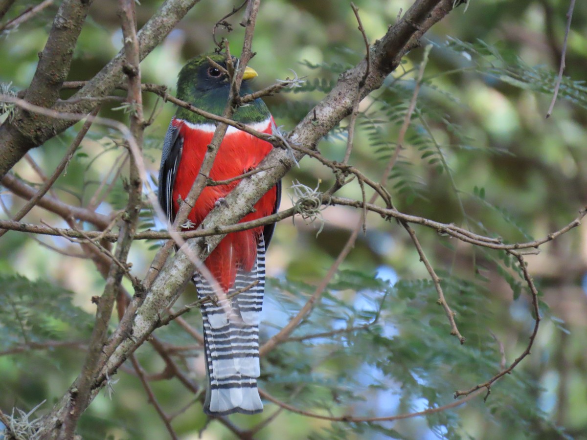 båndtrogon - ML647023570