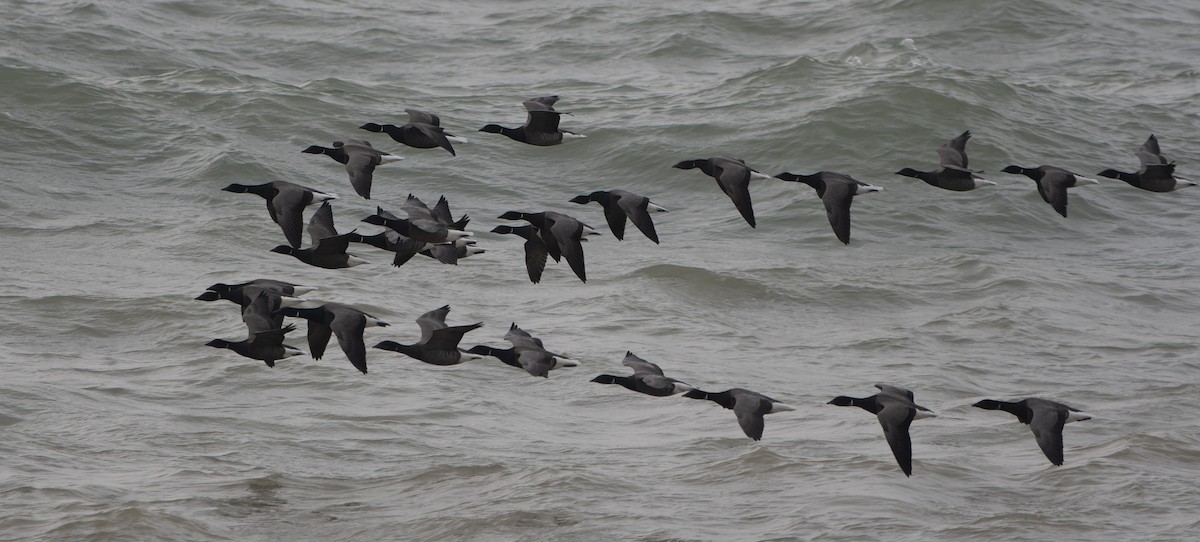 Brant (Dark-bellied) - ML647023571