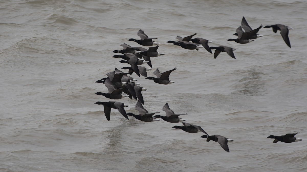 Brant (Dark-bellied) - ML647023572
