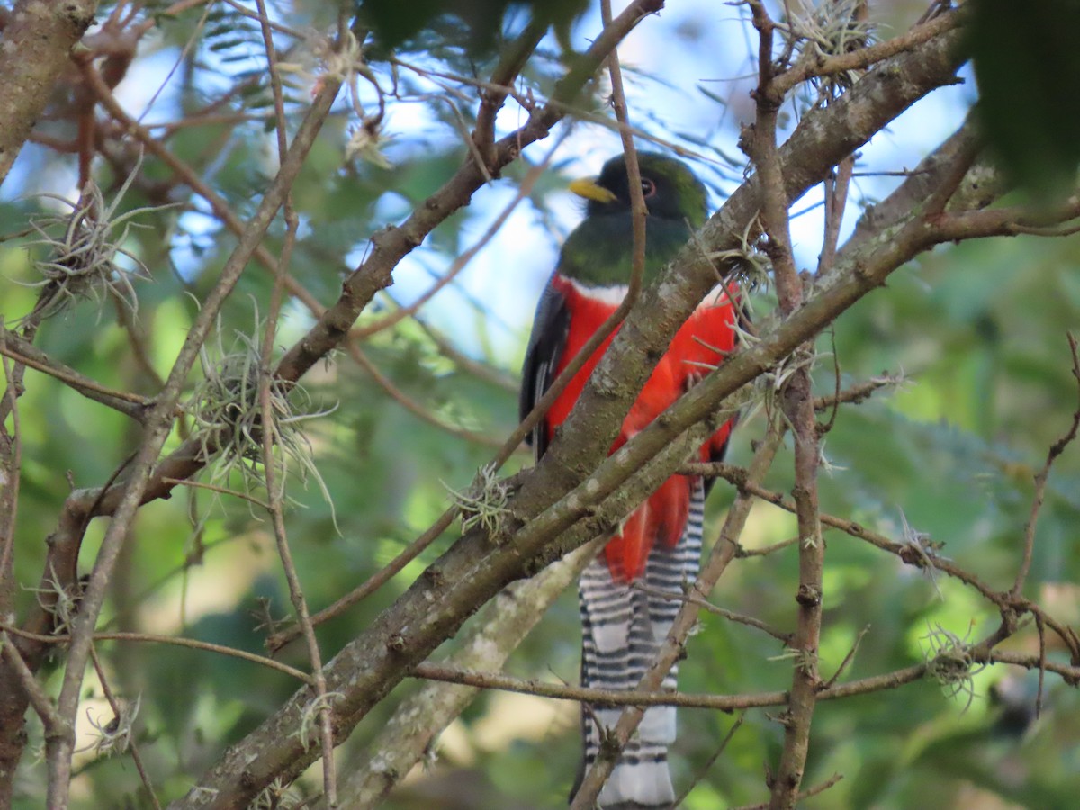 båndtrogon - ML647023573