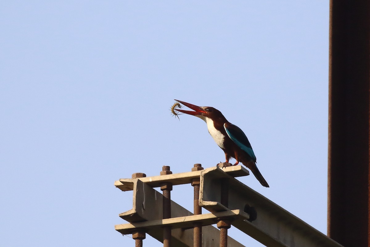 White-throated Kingfisher - ML647023578
