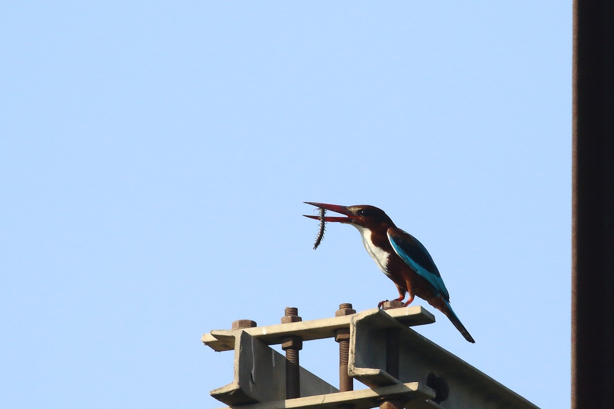 White-throated Kingfisher - ML647023581