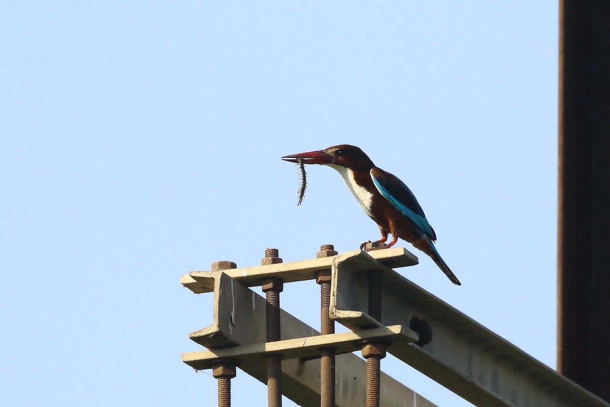 White-throated Kingfisher - ML647023582