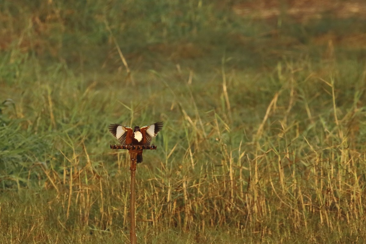 White-throated Kingfisher - ML647023583