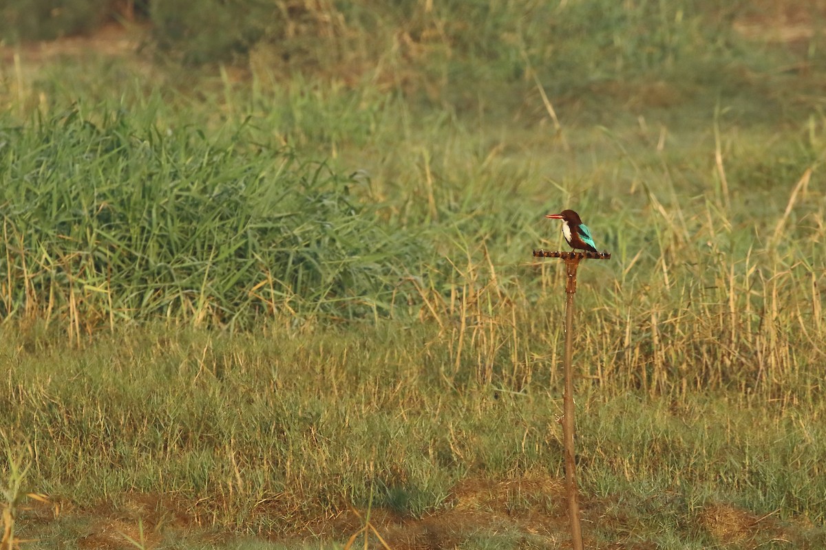 White-throated Kingfisher - ML647023584
