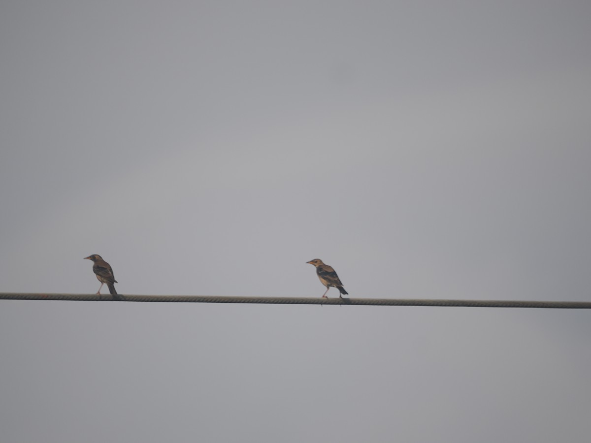 Rosy Starling - ML647023588