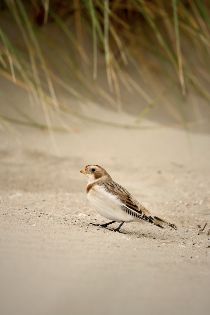 Snow Bunting - ML647023597